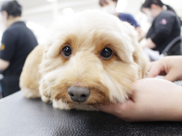 本日もかわいいお客様が来校♪